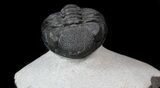 Detailed, Phacopid Trilobite - Mrakib, Morocco #36148-3